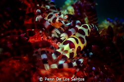 Coleman shrimps by Penn De Los Santos 